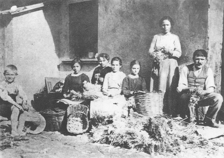 Bachicoltura in un cortile di via Agnesi