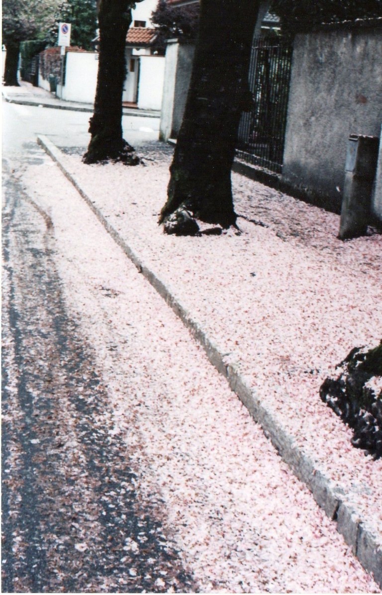 Via Matteotti in primavera